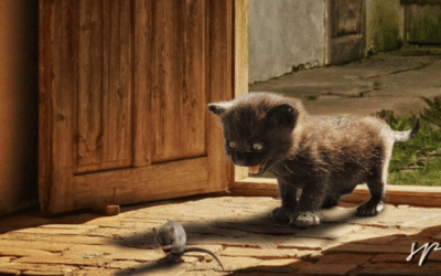 Istintivo e Pensatore: coinquilini particolari!